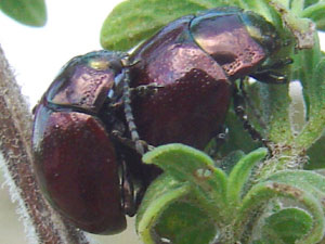 COLEOTTERI NEL FORUM - Chrysomelidae: Gen. Chrysolina